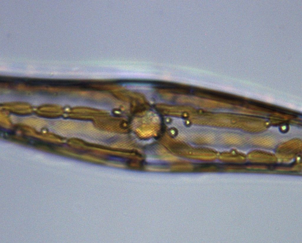 PLEUROSIGMA sp.